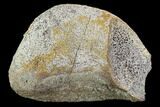 Hadrosaur (Duck-Billed Dinosaur) Toe Bone - North Dakota #88737-1